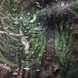 Пончо Camo-Tec Piligrim Tricot Диброва, мультицвет, универсальный SS24567 фото 2