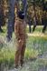 Тактические штаны Рип-стоп, 44, Койот FS1383975 фото 3