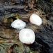 Кемпінговий ліхтар D300 3A battery Naturehike NH16D300-D Blue VG6927595787502 фото 4